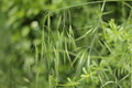 <br>Anisantha sterilis<br>(Brome stérile.)
