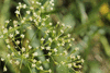 Falcaria vulgaris