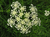Heracleum sphondylium