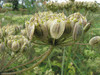 Heracleum sphondylium