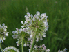 Oenanthe silaifolia