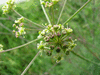 Peucedanum gallicum