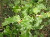 Ilex aquifolium 