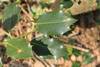 Ilex aquifolium 