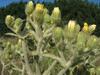 Andryala integrifolia