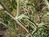 Andryala integrifolia