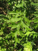Carduus crispus