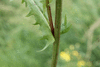 Crepis  capillaris
