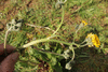 Crepis vesicaria