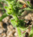Heliotropium europaeum
