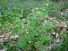 Alliaria petiolata