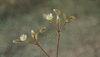 Cerastium pumilum