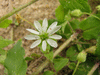 Myosoton aquaticum