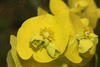 Euphorbia esula