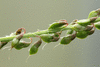 Trigonella  altissima