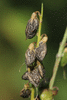 Trigonella  altissima