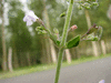 Clinopodium nepeta