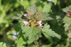 Lamium hybridum