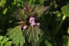 Lamium hybridum