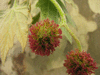 Platanus Platanus × hispanica