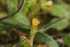 Montia arvensis