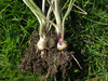 Ranunculus bulbosus