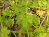 Ranunculus parviflorus