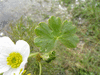 Ranunculus peltatus