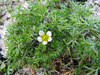 Ranunculus peltatus
