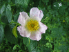 Rosa canina