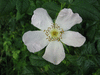 Rosa canina