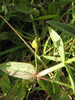 Gratiola officinalis
