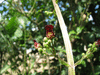 Scrophularia auriculata