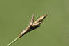 Carex praecox
