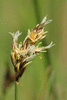 Carex praecox