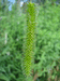 Carex pseudocyperus