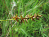 Carex spicata