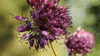 Allium sphaerocephalon var. deseglisei
