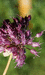 Allium sphaerocephalon var. deseglisei