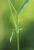 Leersia oryzoides