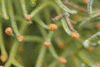 Cupressus arizonica