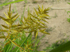 Cyperus esculentus var. leptostachyus