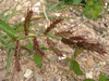 Echinochloa crus-galli