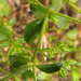 Polycarpon tetraphyllum