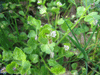Veronica hederifolia
