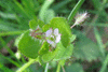 Veronica hederifolia