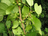 Cornus sanguinea