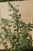 Amaranthus hybridus